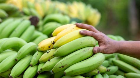 13 Types Of Bananas Explained