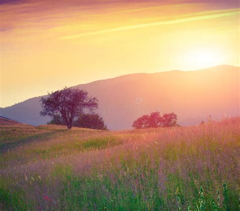 Colorful Summer Sunrise In Mountains Stock Photo Image Of Green