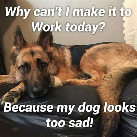 21 German Shepherd Memes That Will Make You Laugh Every Time The Paws