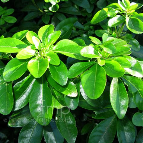 To learn how, please read the editing guide. Plant Pictures: Choisya ternata (Mexican Orange Blossom)