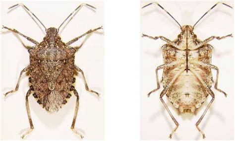 Stink Bugs Invading King Pierce Counties Wsu Researchers Seattle