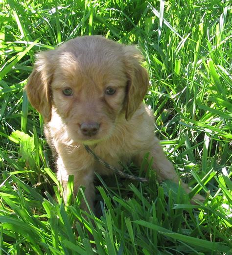 Please see our puppy page for the most current availability. Miniature Golden Retriever Puppies