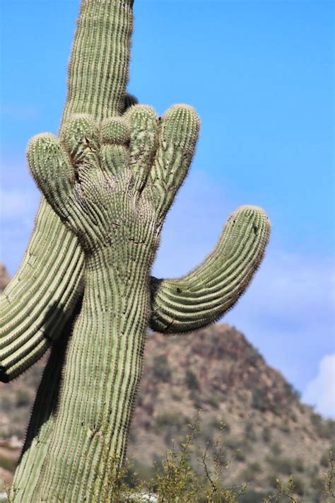 Prairie Rose Publications: Saguaro Cactus: Guardians Of The Desert