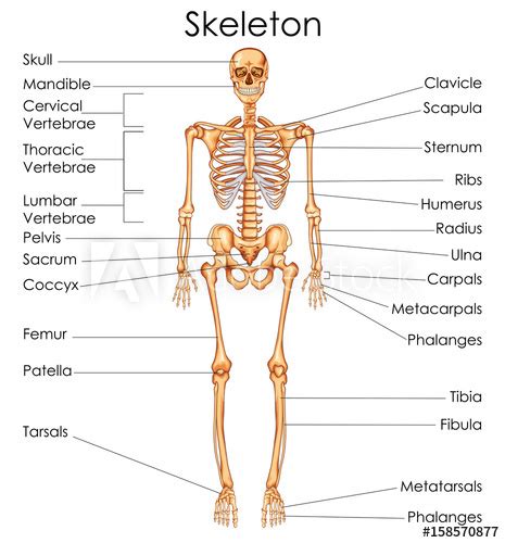 The skeleton is divided into 2 anatomic regions: Medical Education Chart of Biology for Human Skeleton Diagram - Buy this stock vector and ...
