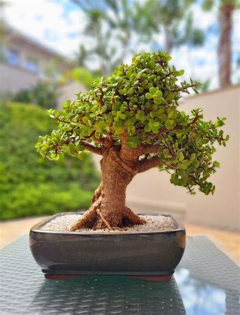 Portulacaria Afra Spekboom Bonsai Bonsai Tree Pty Ltd