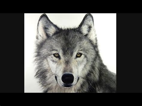 Go down about halfway and draw a muzzle that goes out about half an inch then goes down in a curve to the bottom of the circle. How I draw a Wolf, hyperrealistic art - YouTube