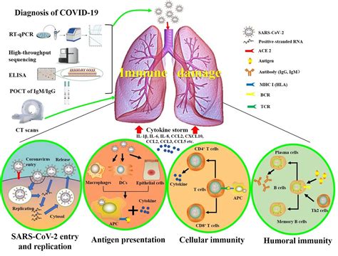 基础医学院炎症生物学研究团队积极开展新冠病毒研究工作 基础医学院