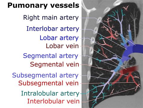 Difference Between Pulmonary Artery And Pulmonary Vein Definition