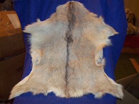 Tanned Goat Hide Skin Real Animal Fur Taxidermy Rug Leather Etsy