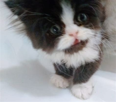 Munchkin Cats For Sale Cecilia Ky 309970 Petzlover