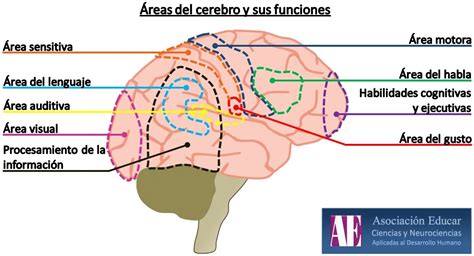 Ilustración Neurociencias Áreas Del Cerebro Y Sus Funciones Asociación Educar Cien