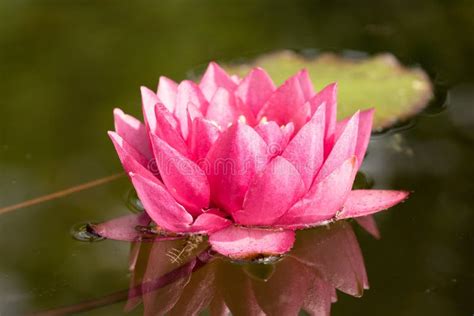 Red Water Lily Flower Stock Image Image Of Aquatic Leaf 56547867
