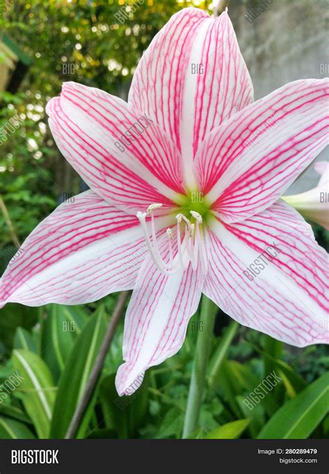 Star Lily Flower Image And Photo Free Trial Bigstock