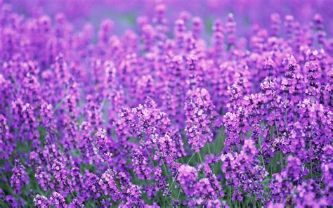 Purple Lavender Colors Photo 34532015 Fanpop