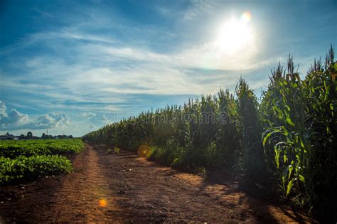 Corn Plantation Field Tree Stock Image Image Of Agriculture 95647145