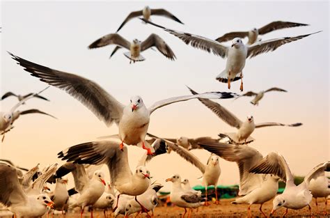 Flock Of Birds · Free Stock Photo