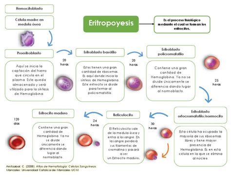 Mapa Eritropoyesis Sangre Células