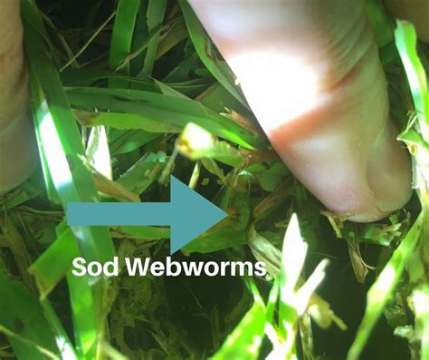 How To Control Sod Webworms And Army Worms Houston Grass Pearland