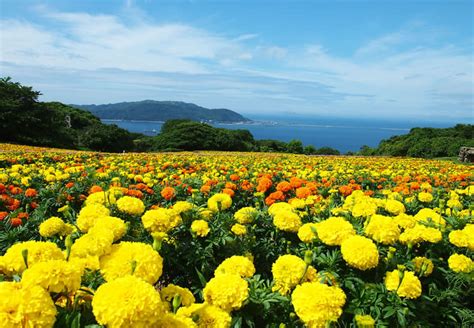 Nokonoshima The Island Of Seasonal Flowers Pen ペン