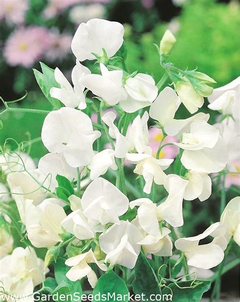 White Sweet Pea Seeds Lathyrus Odoratus 36 Seeds Garden Seeds