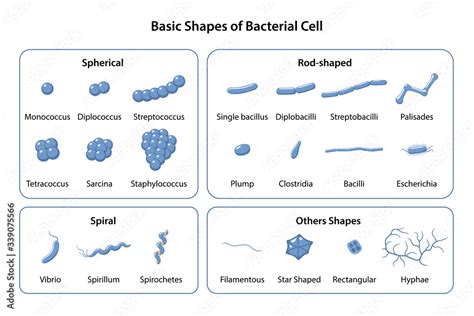 Set Of Basic Shapes And Arrangements Of Bacteria Microbiology Types