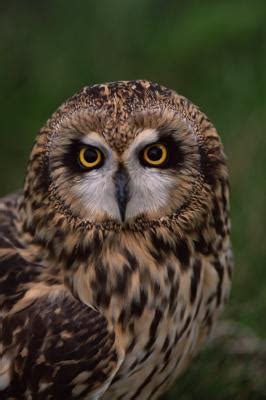 There are approximately 8,000 centipede species in the world and despite the name, they can have as few as 20 legs or even more than 300. Owl Species of Alabama | Animals - mom.me