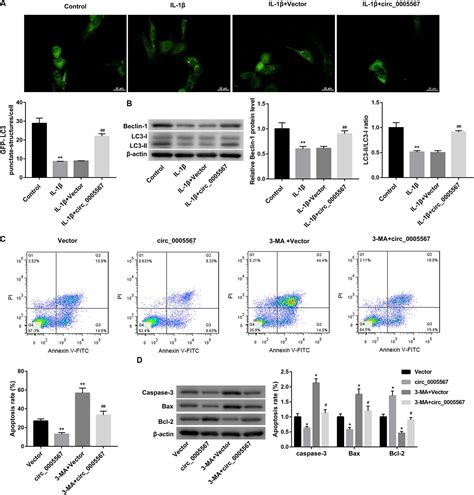 frontiers hsa circ 0005567 activates autophagy and suppresses il 1β induced chondrocyte