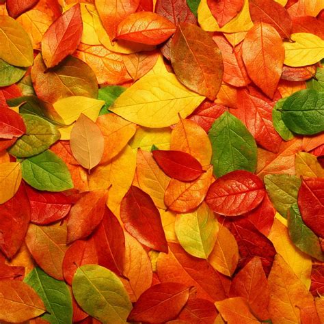 abstract fall wallpaper 55 images