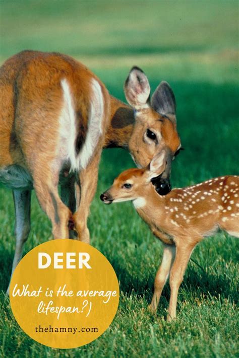Life Of A Deer How Long Do Deer Live Artofit