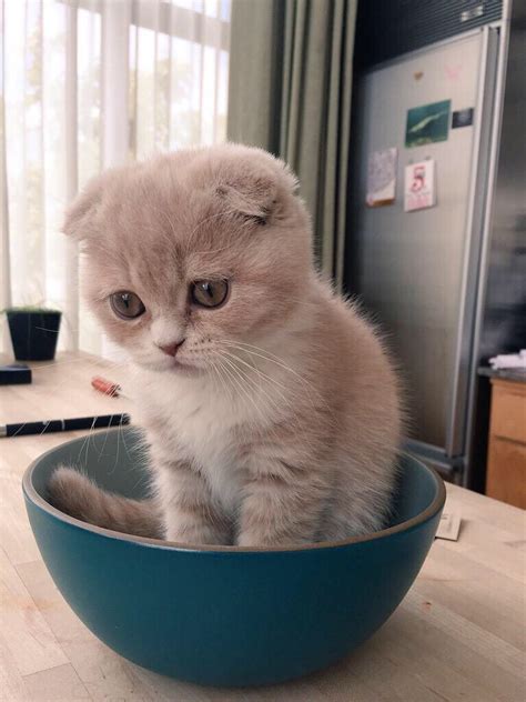 Sad Kitty Aww