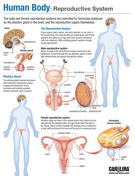 Human Body Reproductive System Carolina Com