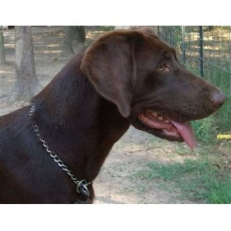 Most of these people who breed their pets together are not in the sport of purebred dogs and do not research the health and genetics behind their labrador pedigrees. Crumpler Kennels, Labrador Retriever Breeder in Canton, Texas