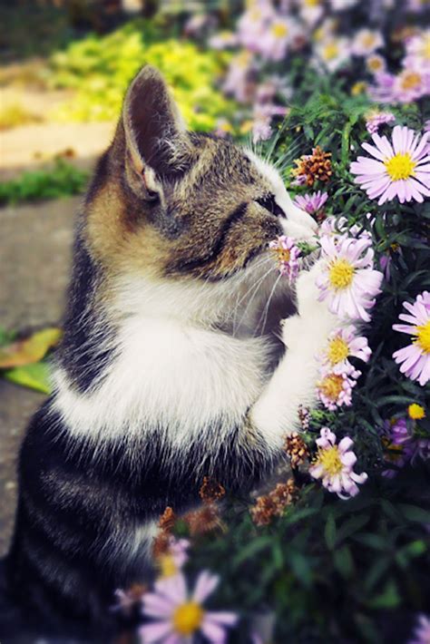 Cat With Flowers Images Cat Meme Stock Pictures And Photos