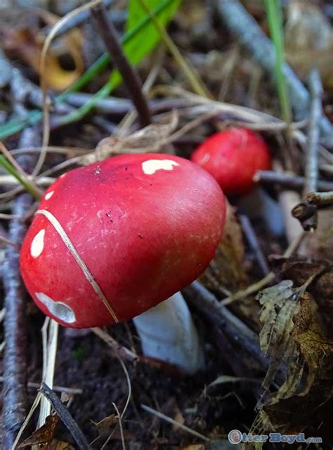 The Little Red Mushroom Russula Emetica Otter Boyd
