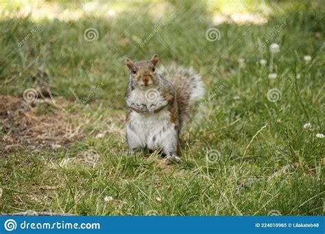 Squirrel Praying And Choir Squirrel Stock Image Image Of Nutsn