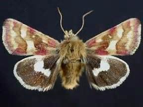Moth Photographers Group - Heliothodes diminutiva - 11058