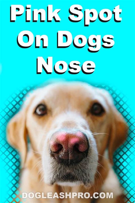 Pink Spot On Dogs Nose What Does It Mean Dog Nose Dog Care Dogs