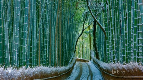 Japan Bamboo Forest Arashiyama 2016 Bing Desktop Wallpaper