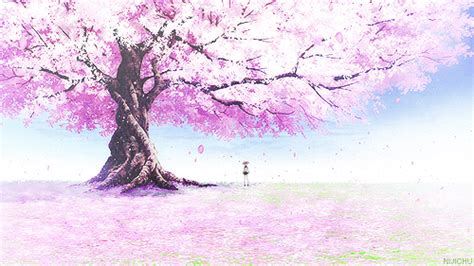 41 Anime Cherry Blossom Wallpaper Wallpapersafari