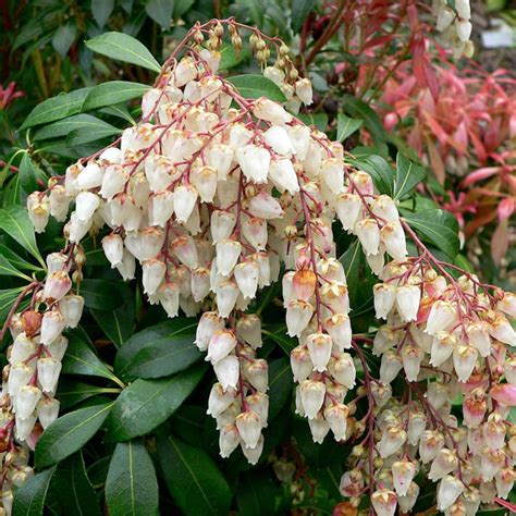 What Does A Pieris Plant Look Like