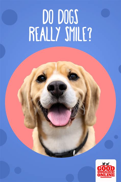 Do Dogs Really Smile Good Doggies Online Good Doggies Online