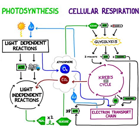 Comparison Of Photosynthesis And Respiration Processes Note The