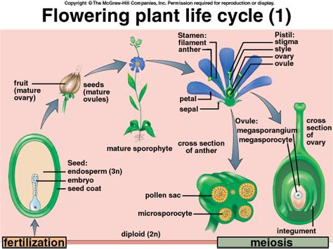 Explain The Life Cycle Of Flowering Plants Science Reproduction In