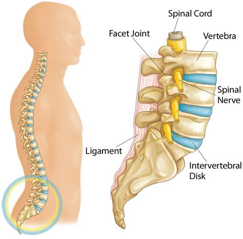 spine basics orthoinfo aaos