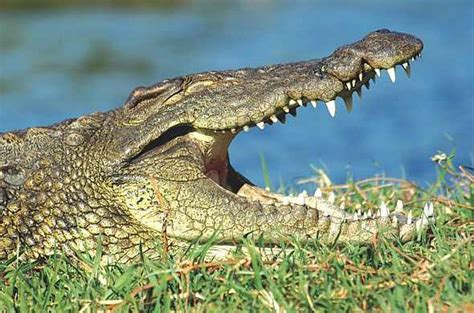 Crocodiles Reptile Nile Crocodile In Africa