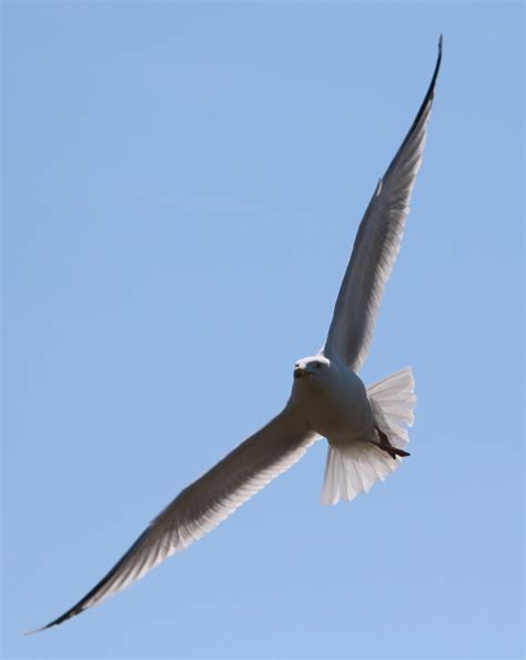 Free Images Nature Bird Wing Sky Seabird Flying Fly Seagull