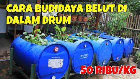 Cara Budidaya Belut Dalam Drum Dengan Cara Ini Sangat Menjanjikan