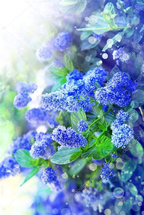 Little Blue Flowers Stock Photo By ©artnature 51353907