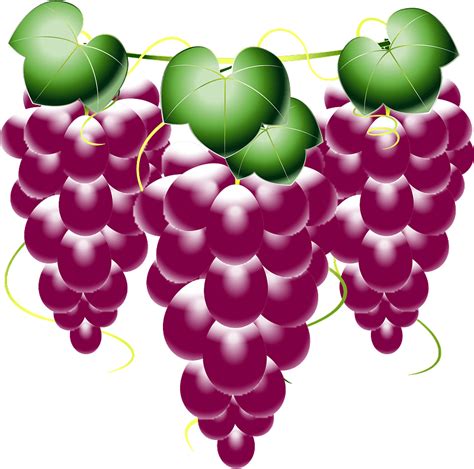 Bunches Of Grapes Clipart Free Download Transparent Png Creazilla