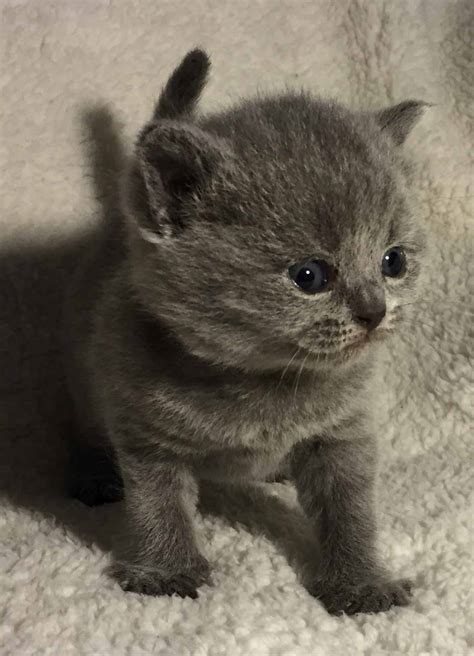 The kittens not are eating drinking using the litter box safely yet, they child friendly they are indoor cats we do let them out they will have panacur worming drops and. Alana/Oscar British Shorthair litter born 8/20/15.